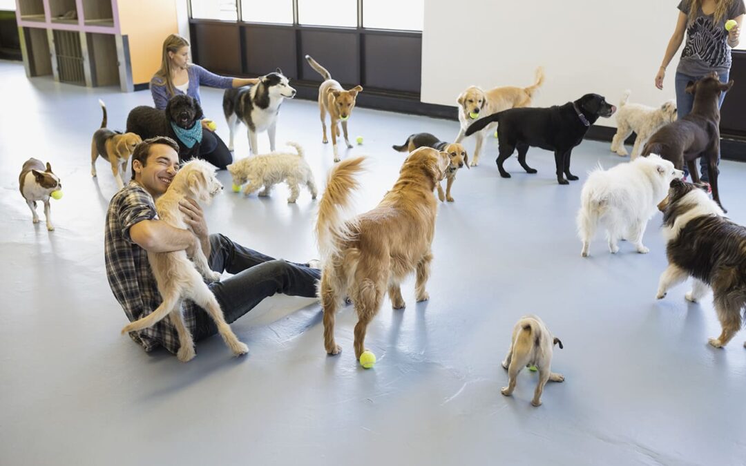 Doggie Daycares and Dog Parks