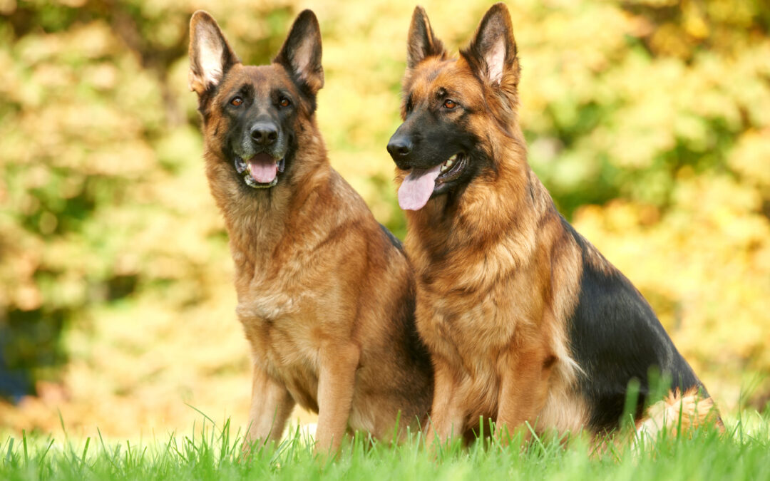 Training Your German Shepherd