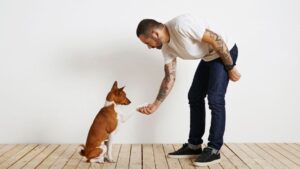 Qualities To Look for in a Dog Trainer