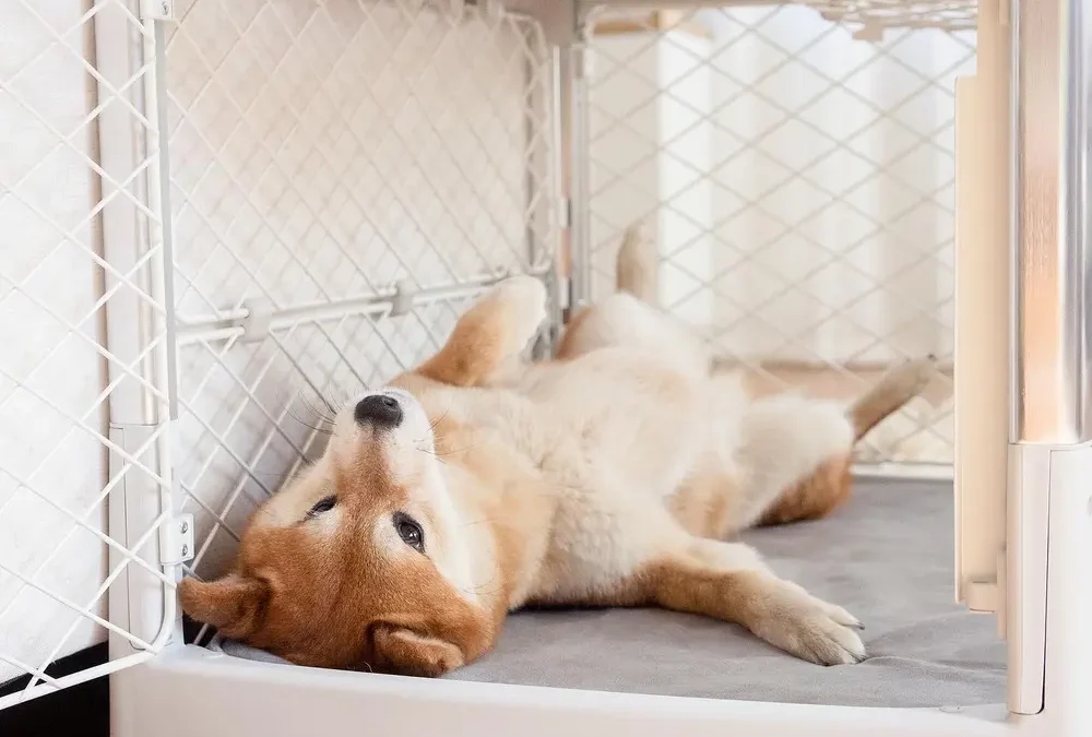 How to Crate Train Your Puppy: A Step-by-Step Guide
