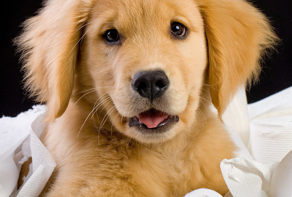 How to Potty Train Your Puppy – the fastest way to success