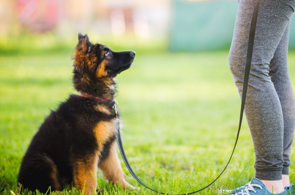 How Long Does it Take to Train a Puppy?