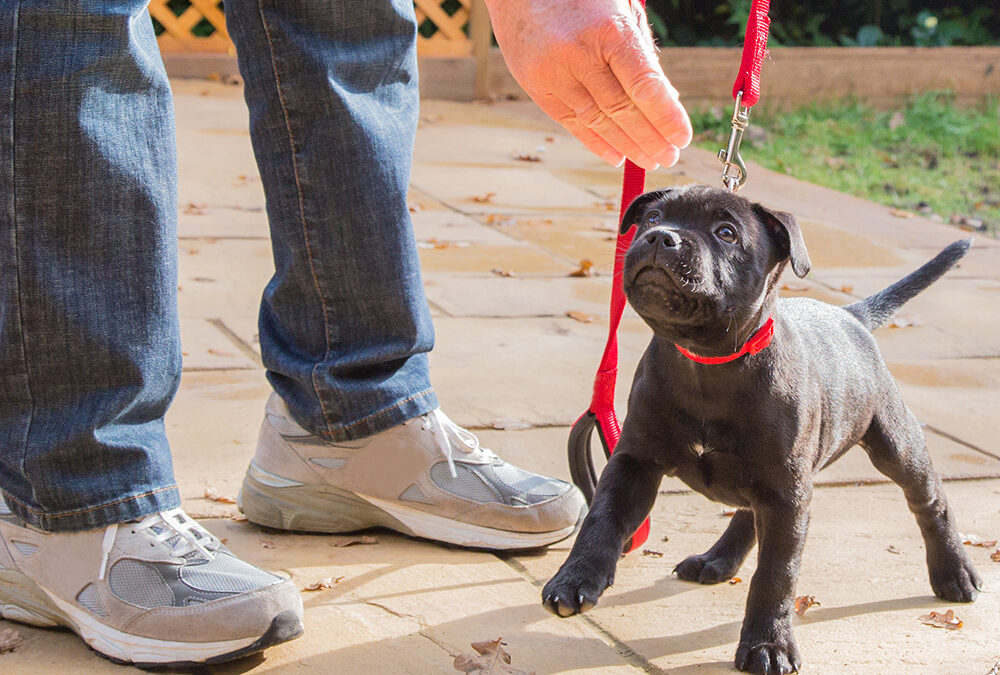 Puppy Training