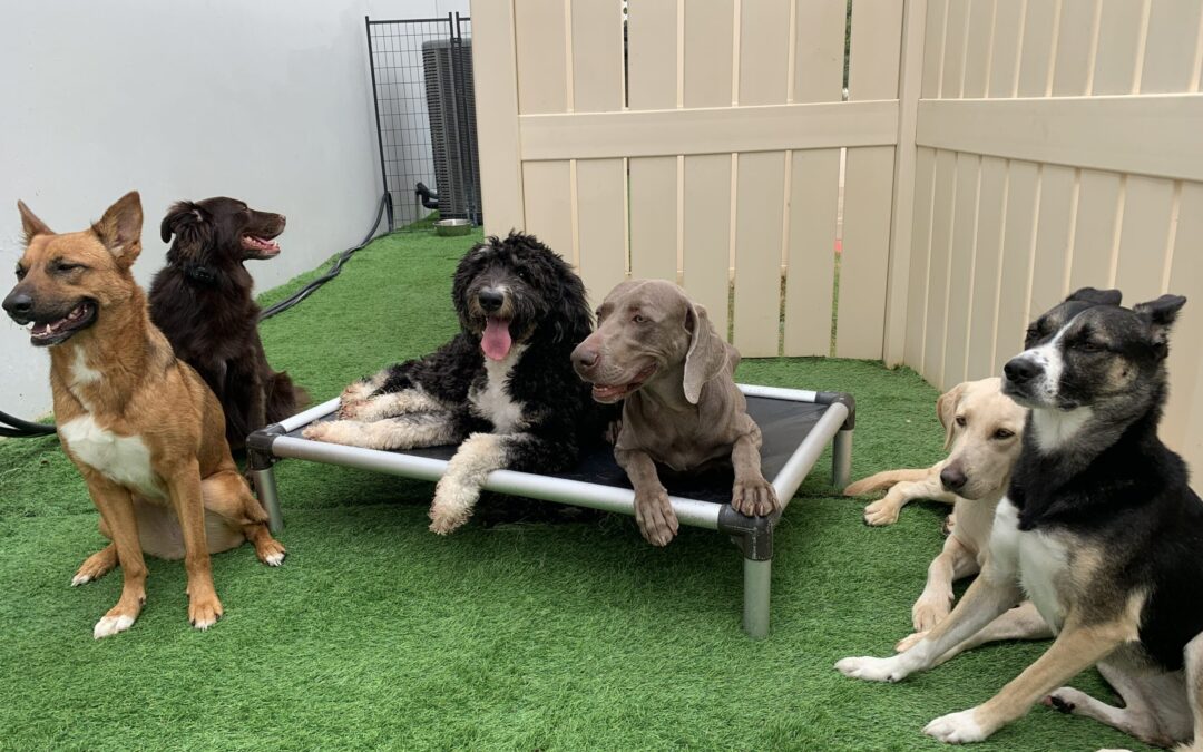 Is Your Dog Destined to Be a Cosmic Canine Daycare Buddy?