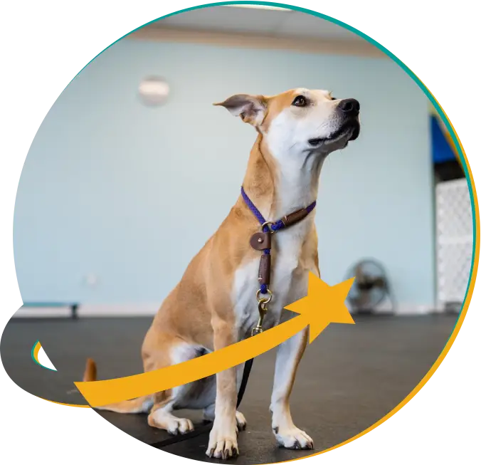 Aggression Dog Training