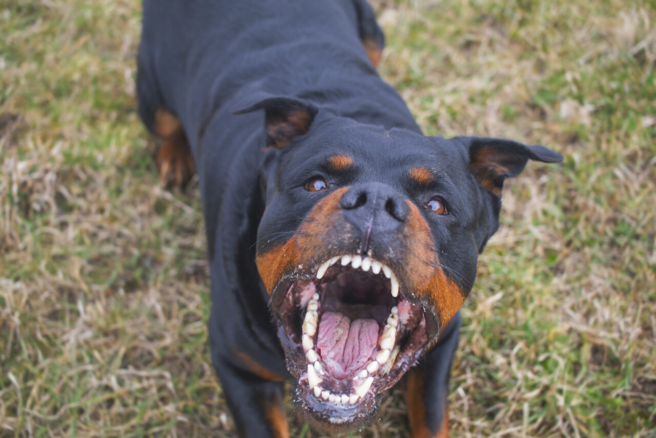 Understanding Dog Aggression: Causes, Training, and Solutions