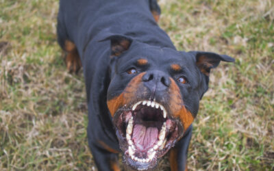 Understanding Dog Aggression: Causes, Training, and Safe Solutions