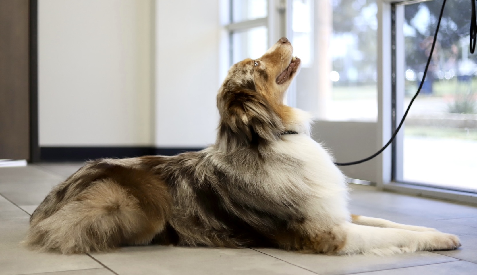 aboutus About Cosmic Canine