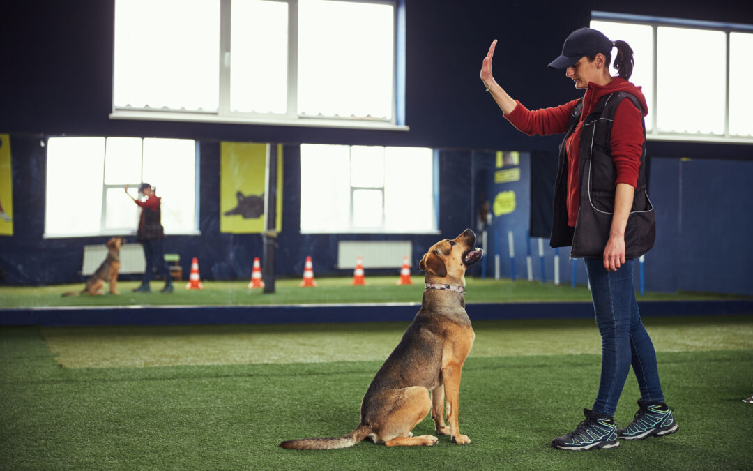 The Benefits of Boarding at a Facility with On-Site Training