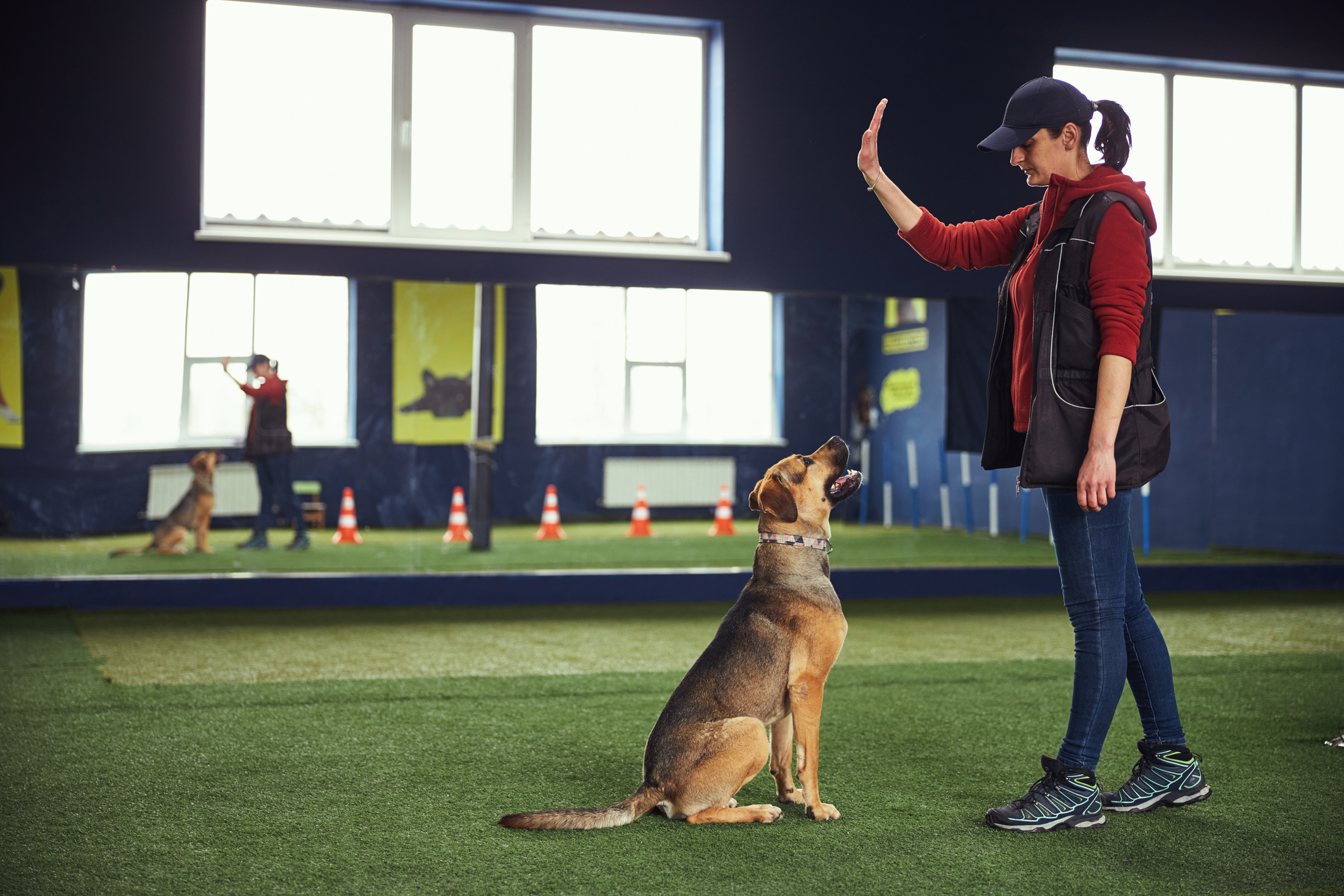 The Benefits of Boarding at a Facility with On-Site Training