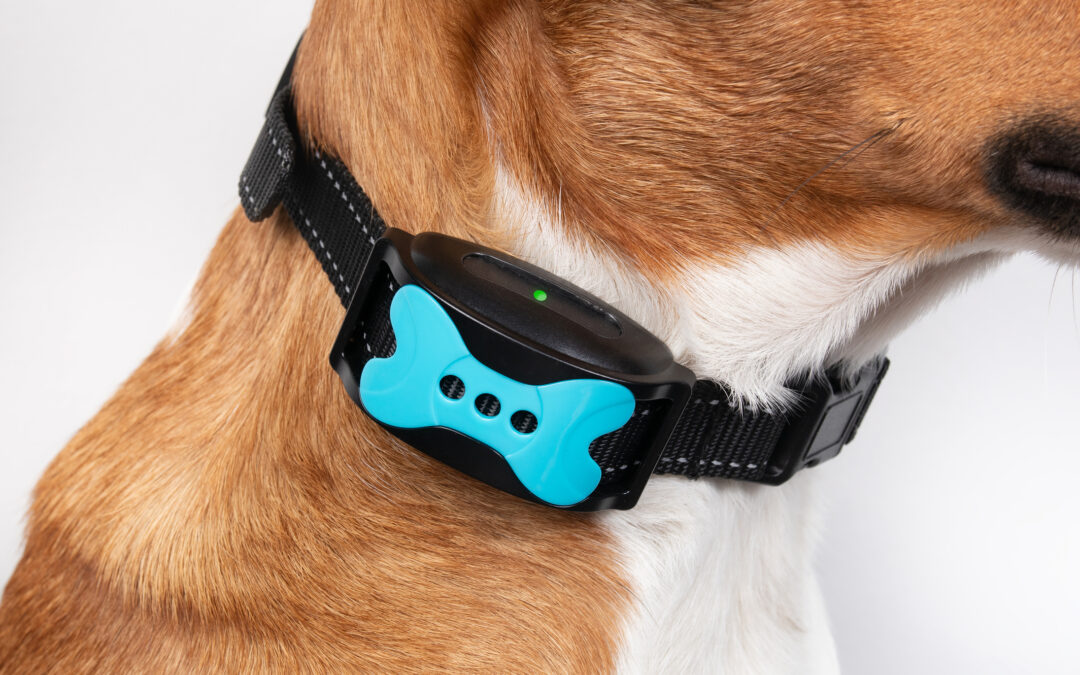 E-Collars in Dog Training: What the Science and Top Trainers Really Say