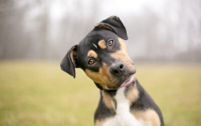 What to Do If Your Dog Gets Kicked Out of Daycare