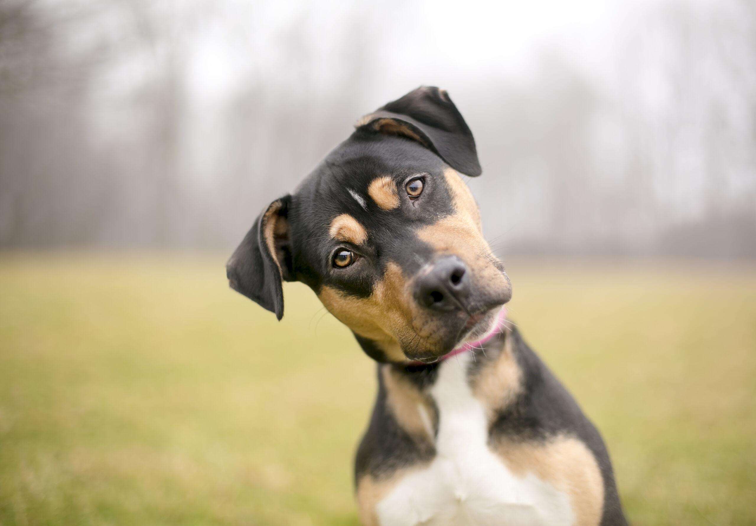 What to Do If Your Dog Gets Kicked Out of Daycare