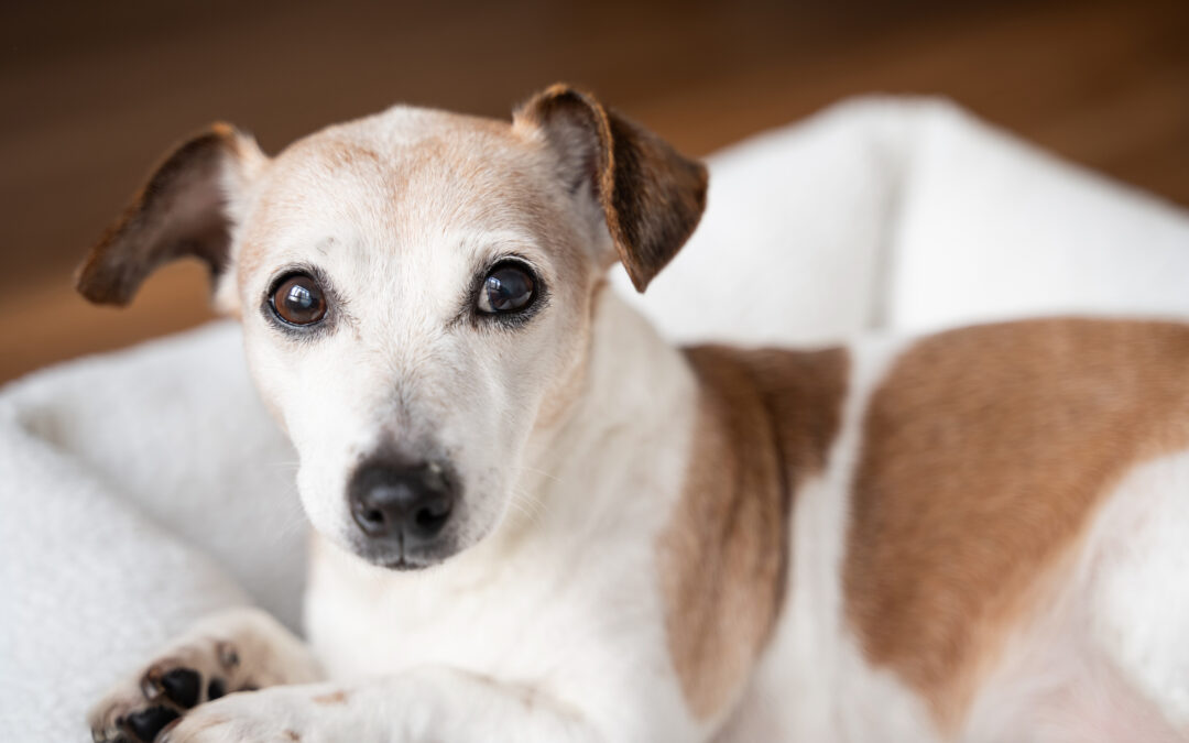 Thinking about Boarding your Dog? What About a Stay and Train Instead?