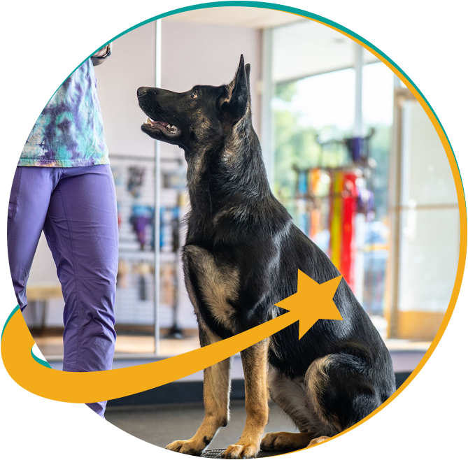 Private Dog Training at Cosmic Canine