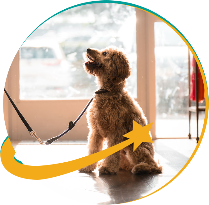 School for  dog