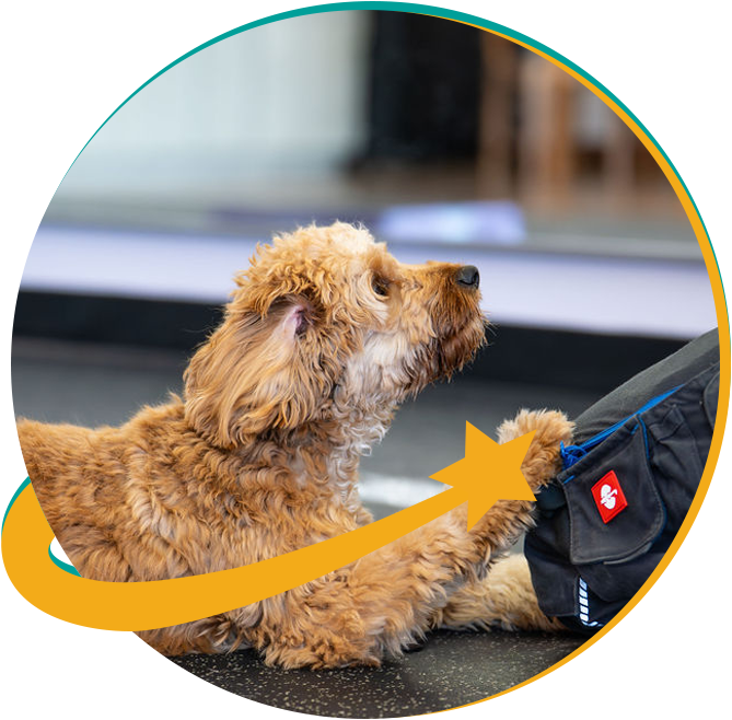 Service dog