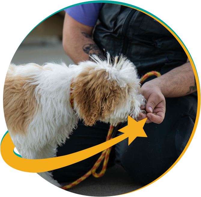 Dog training