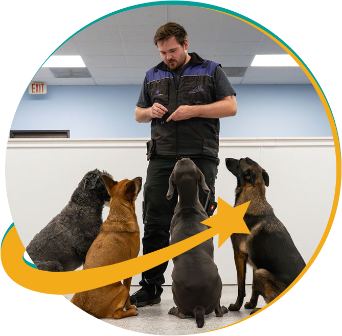 Cosmic Canine image 10 training-dog