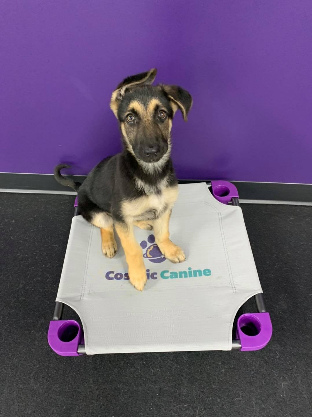 puppyhero Puppy Socialization